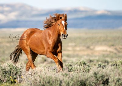 Proud And Free – Wild Mustang Horse