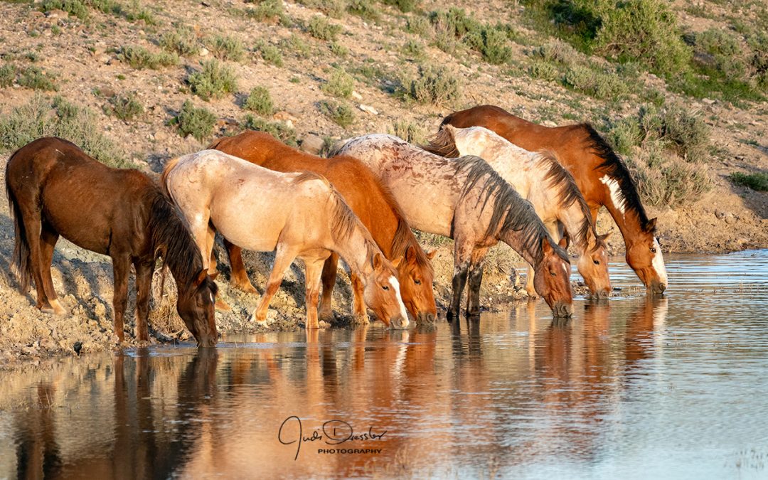 Lineup At The Pond– Wild Horses