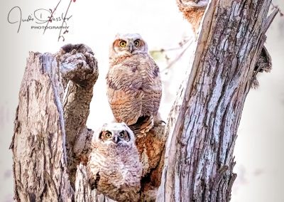 Owl Trio Standing Guard