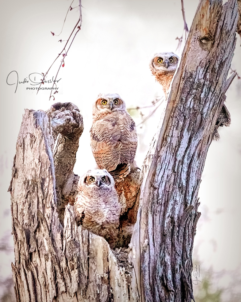 Owl Trio Standing Guard, owls
