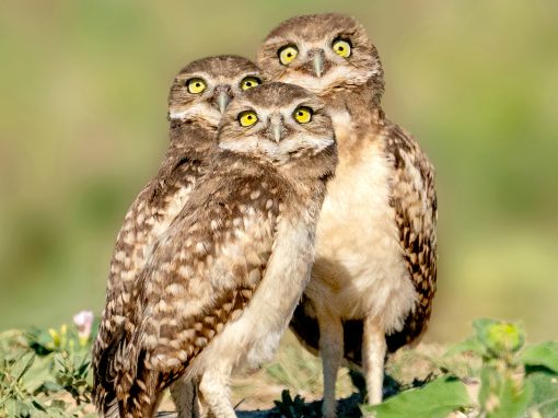 It’s a plane, it’s a bug, it’s a bird — burrowing owl babies