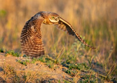 Young Burrowing Owl at Sunrise