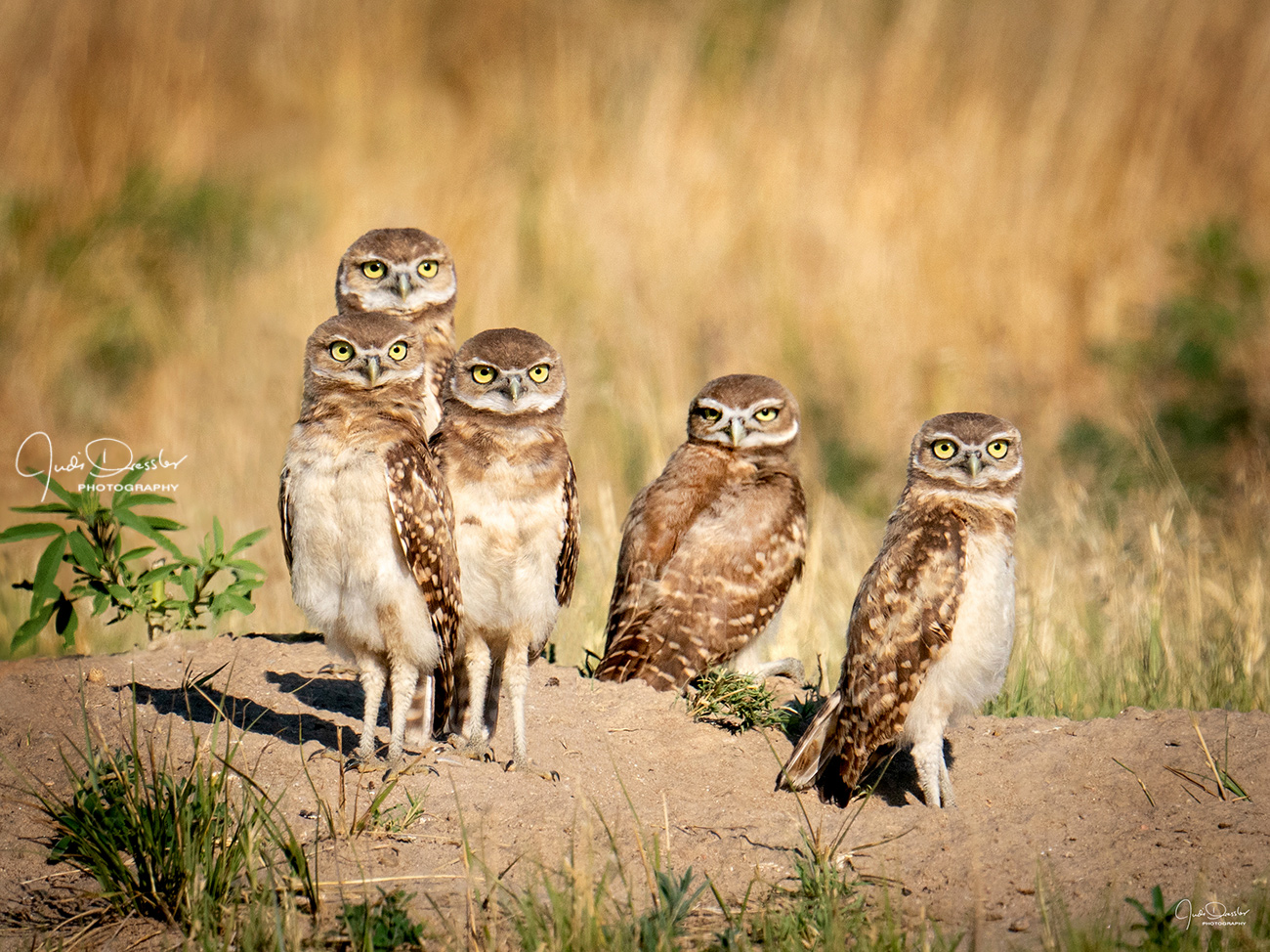 Five Young Burrowing Owls