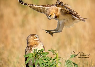 Baby Burrowing Owl Attack
