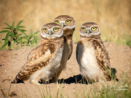 Young Burrowing Owl Trio