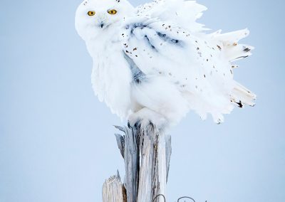 Snowy Owl Feather Shake