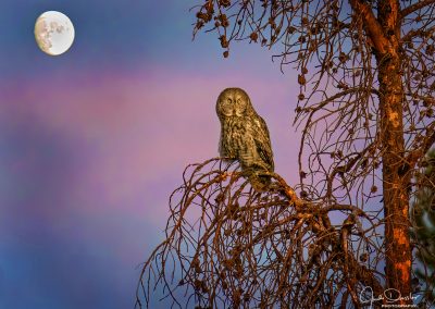 Great Gray Owl in the Moonlight