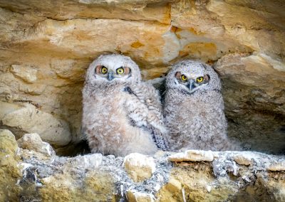 Great Horned Owl Cliff Nest