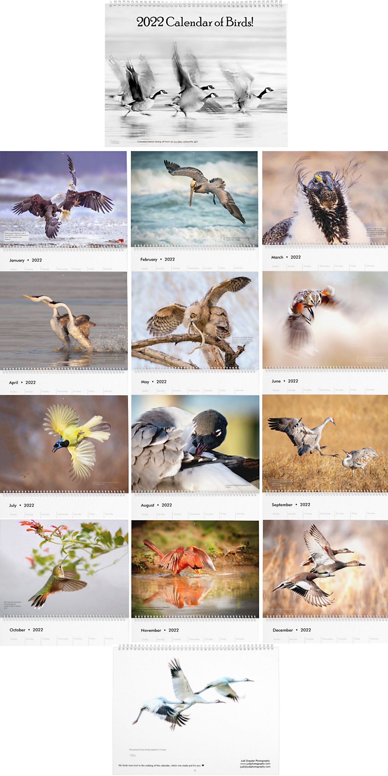 2022 Calendar of Birds