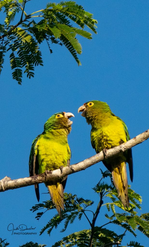 Orange-fronted Parakeets