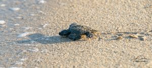 Olive Ridley turtle hatchling